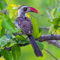 Tanzanian Red-billed Hornbill